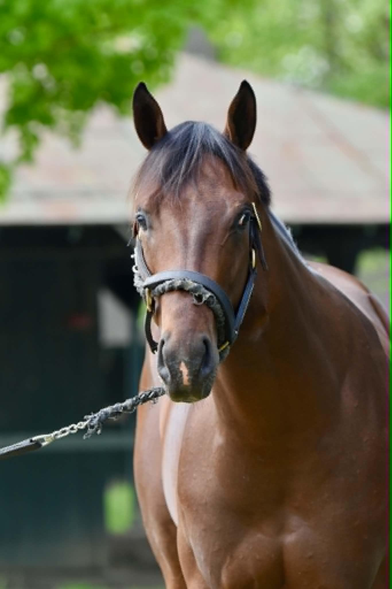 Talkin, Danny Gargan, Triple Crown, Preakness, Laurel Park, horse racing, America's Best Racing, ABR Talkin, Danny Gargan, Triple Crown, Preakness, Laurel Park, horse racing, America's Best Racing, ABR